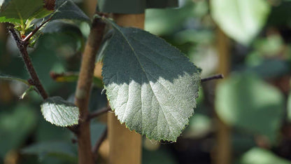 Crataegus ashei Tuinplanten blad