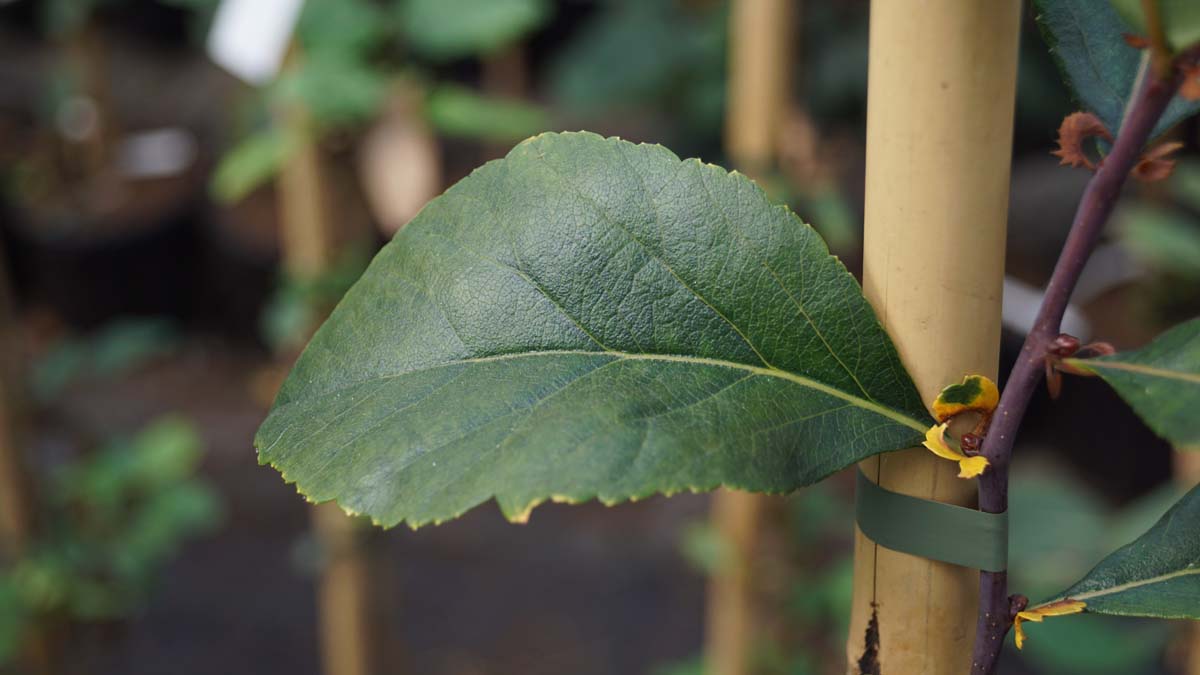 Crataegus crus-galli 'Inermis' Tuinplanten blad