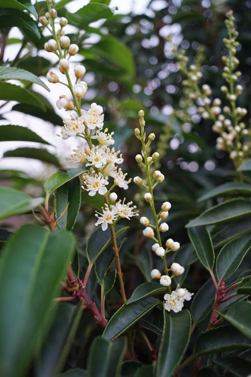 Prunus lusitanica 'Angustifolia' solitair bloem