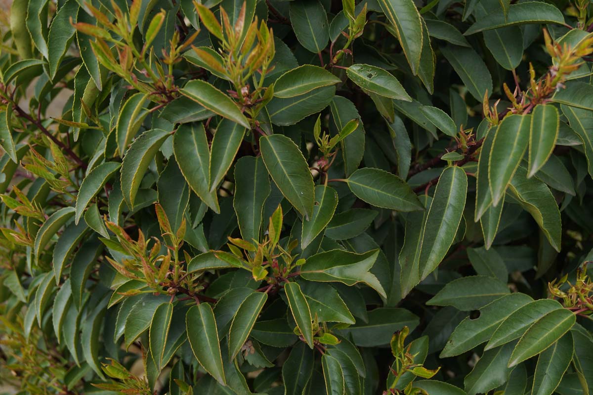 Prunus lusitanica 'Angustifolia' Tuinplanten blad