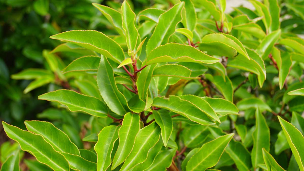 Prunus lusitanica 'Angustifolia' leiboom blad