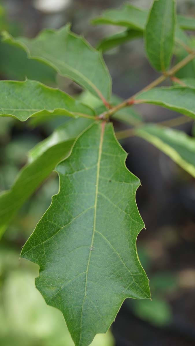 Quercus rysophylla rubra op stam blad