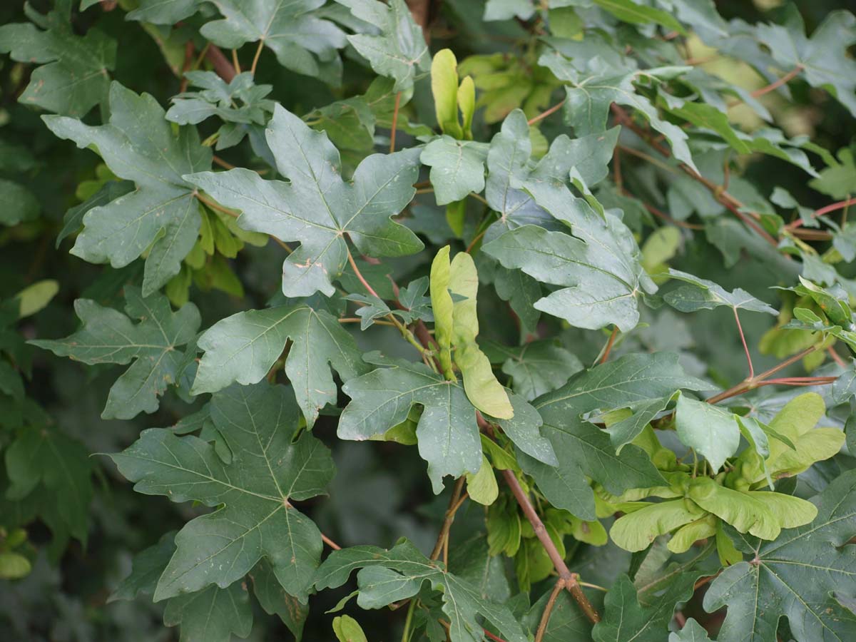 Acer campestre leiboom blad