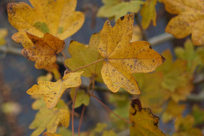 Acer campestre meerstammig / struik herfstkleur