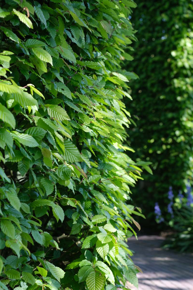 Carpinus betulus haagplant haag