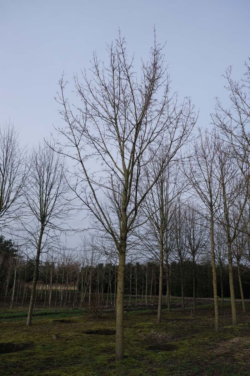 Acer platanoides op stam op stam