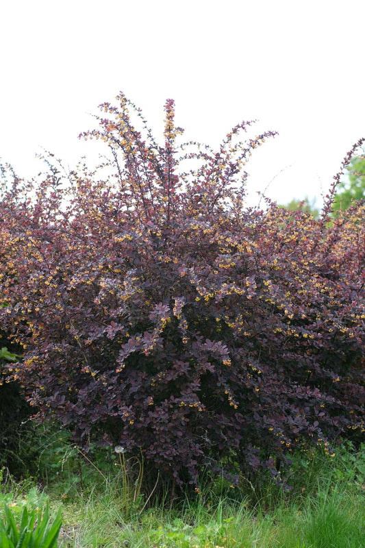 Berberis ottawensis 'Superba' meerstammig / struik struik