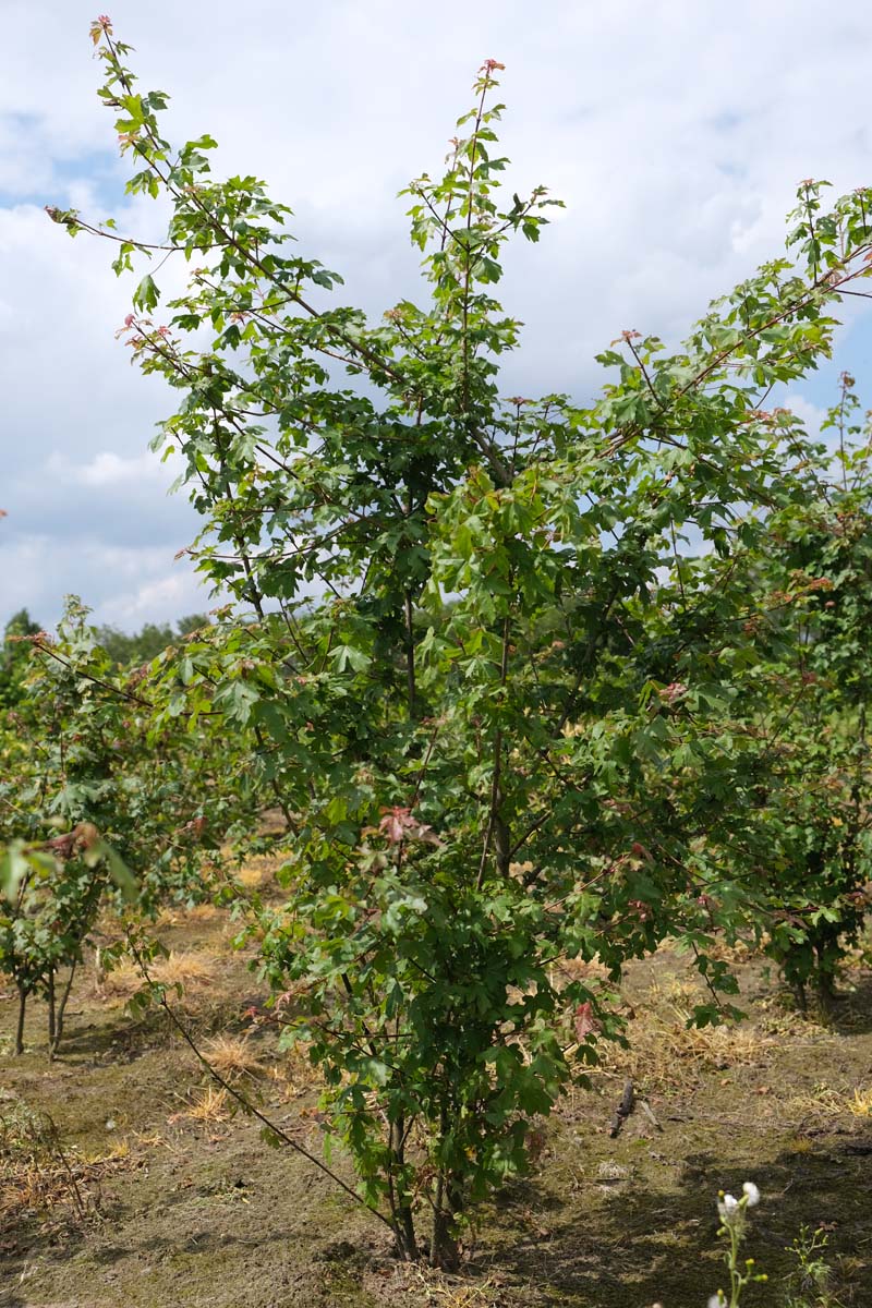 Acer campestre meerstammig / struik meerstammig