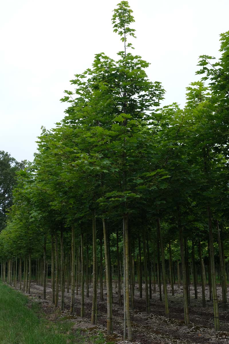 Acer platanoides op stam op stam