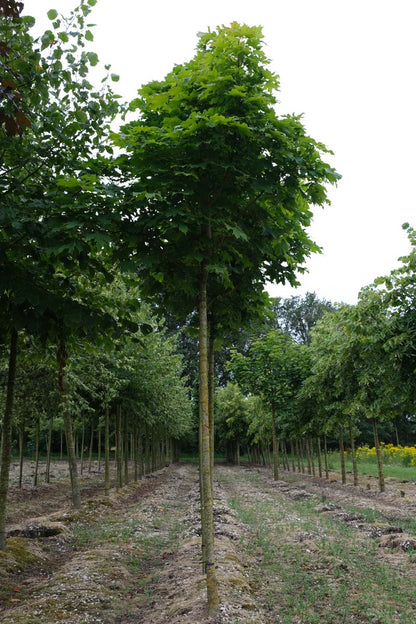 Acer platanoides 'Columnare' op stam op stam