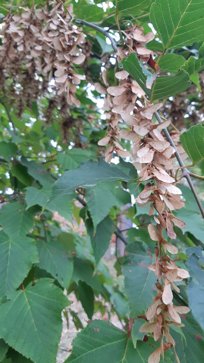 Acer capillipes Tuinplanten zaaddoos