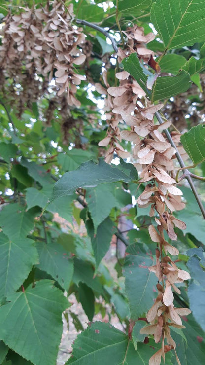 Acer capillipes meerstammig / struik zaaddoos