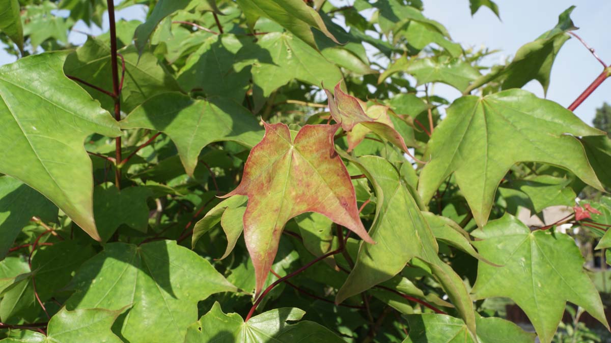 Acer cappadocicum haagplant