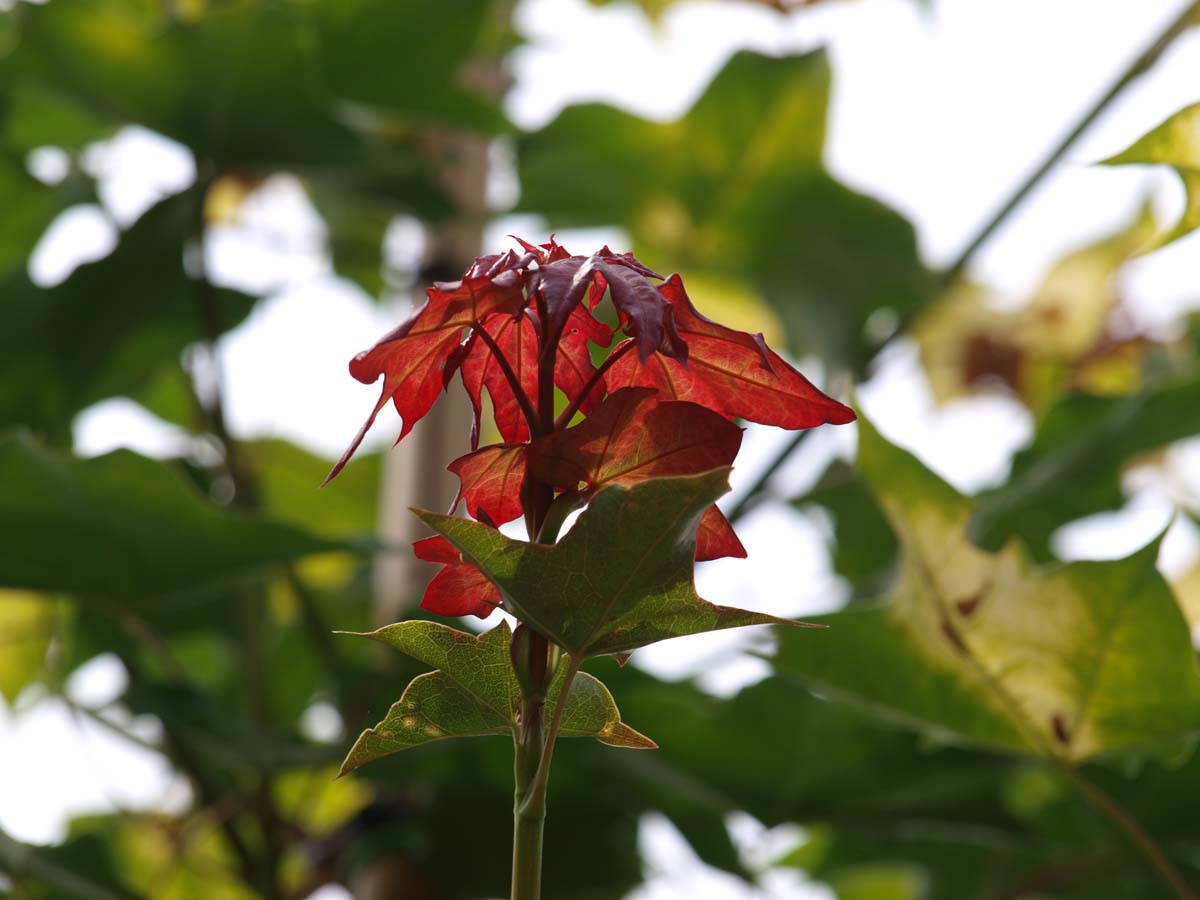 Acer cappadocicum 'Aureum' Tuinplanten