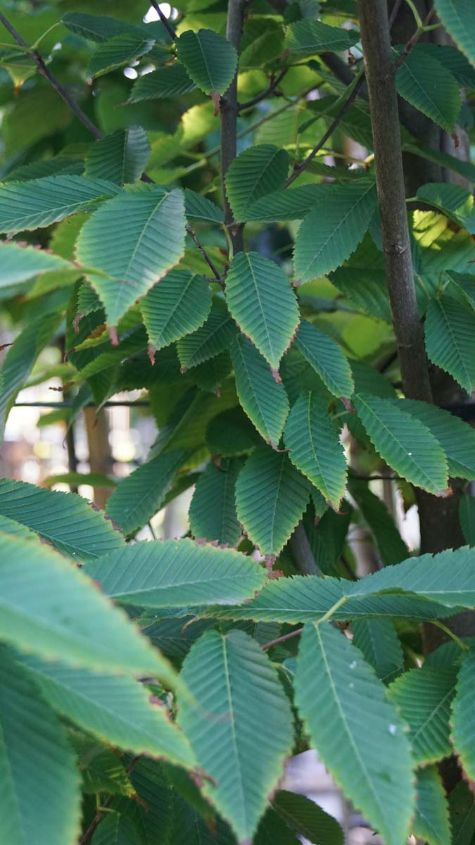 Acer carpinifolium op stam