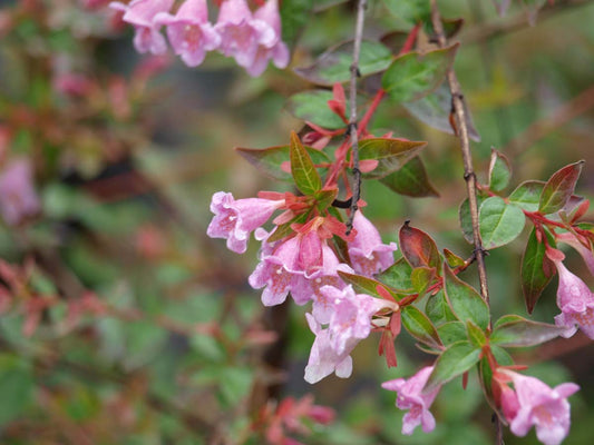 Abelia 'Edward Goucher' meerstammig / struik