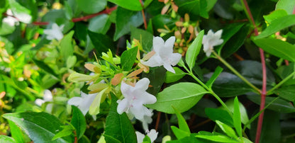 Abelia grandiflora