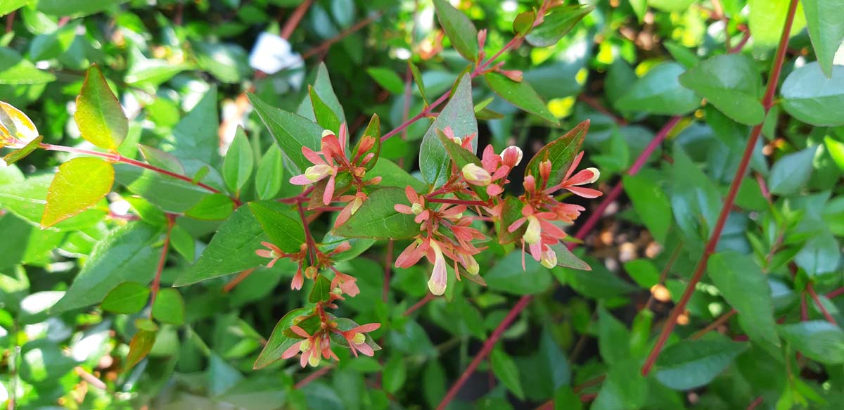 Abelia grandiflora meerstammig / struik