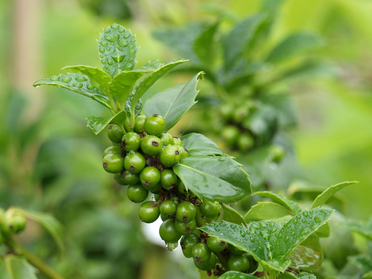 Ilex meserveae 'Hachfee' solitair blad