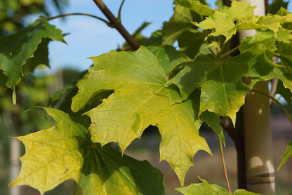 Acer platanoides 'Prigo' meerstammig / struik