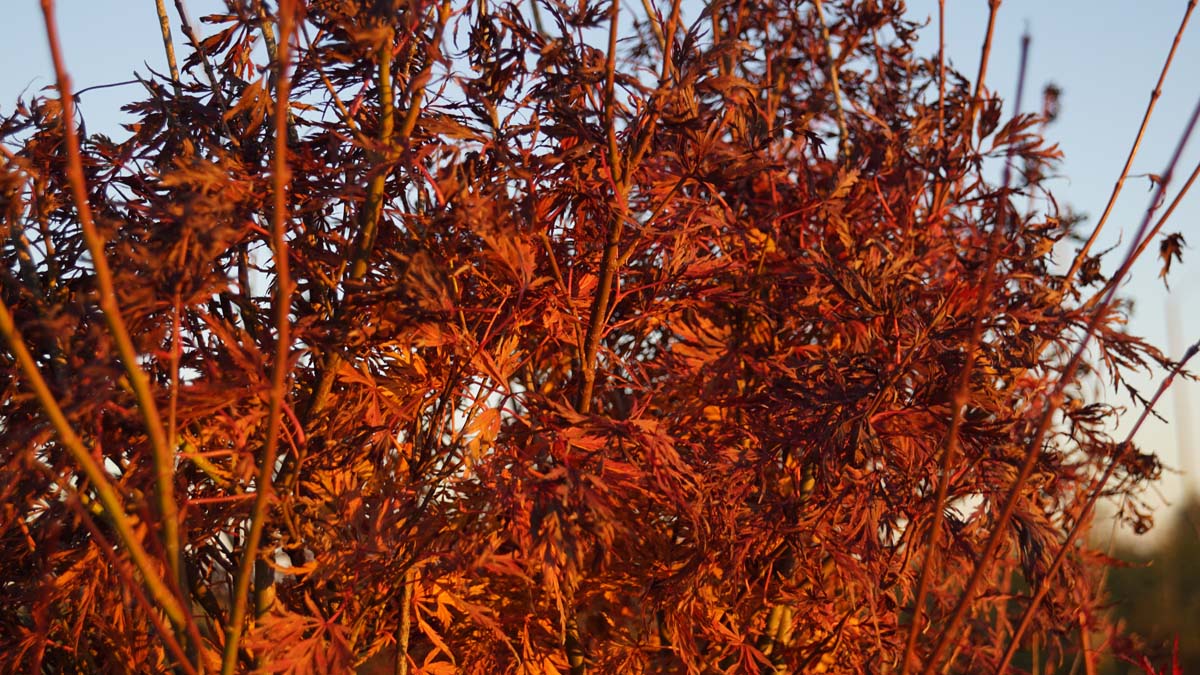 Acer palmatum 'Emerald Lace'