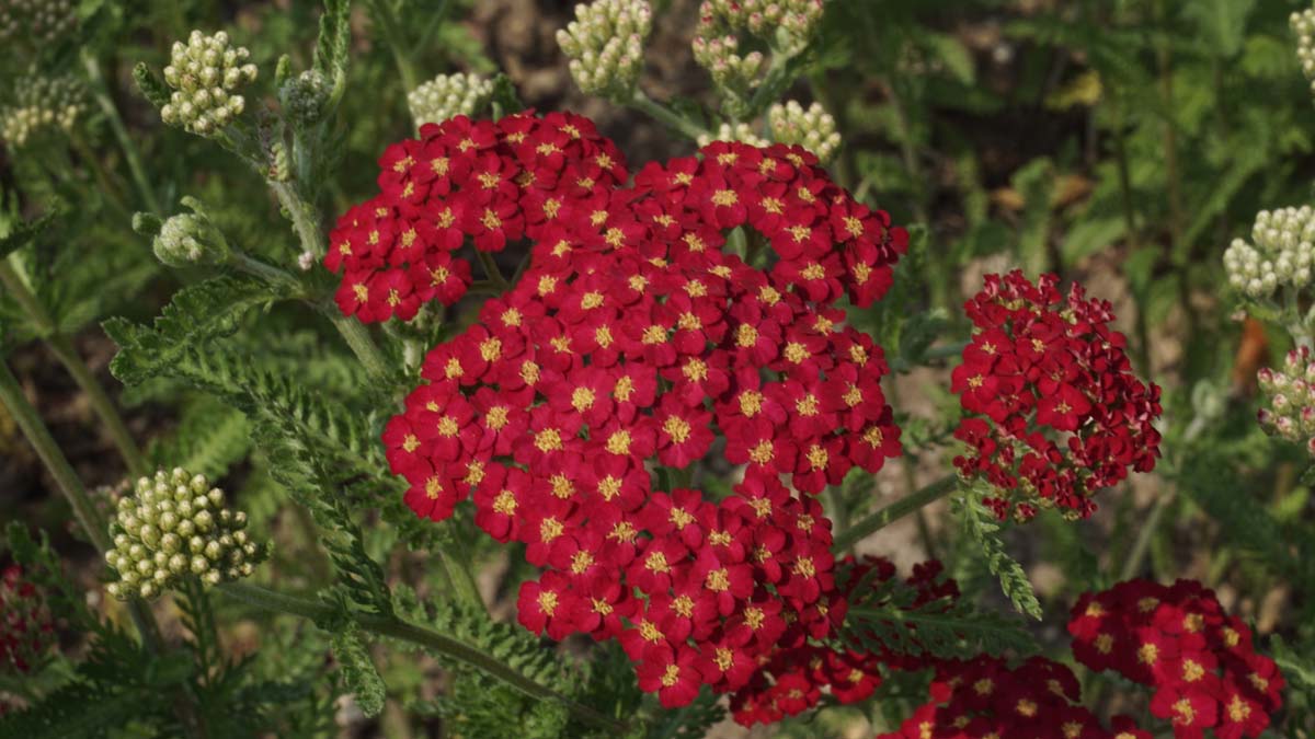 Achillea millefolium 'Red Velvet'