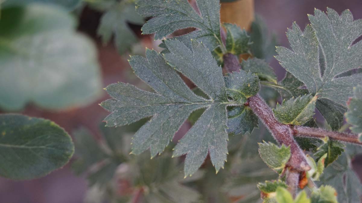 Crataegus schraderiana op stam