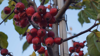 Malus 'D.V.P. Obel' op stam