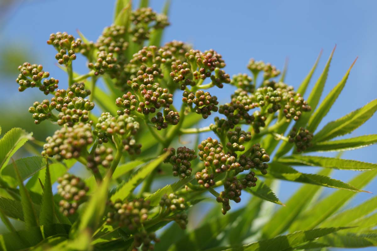 Sorbus randaiensis op stam