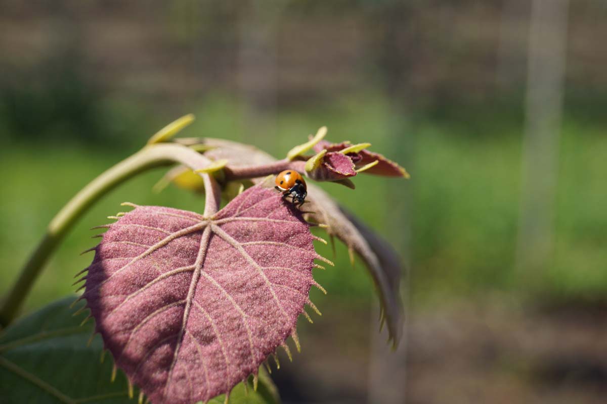 Tilia mandshurica op stam