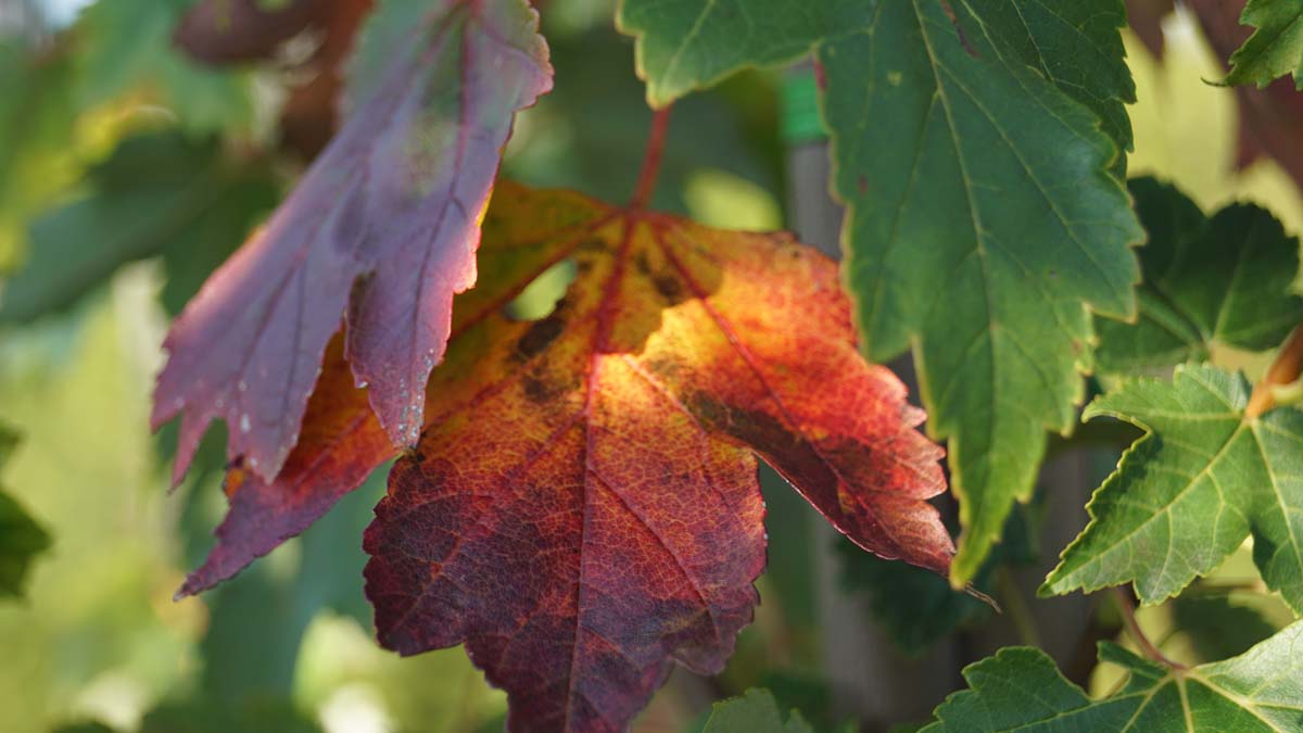 Acer rubrum 'Summer Red' op stam