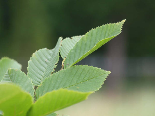 Carpinus betulus 'Lucas' leiboom