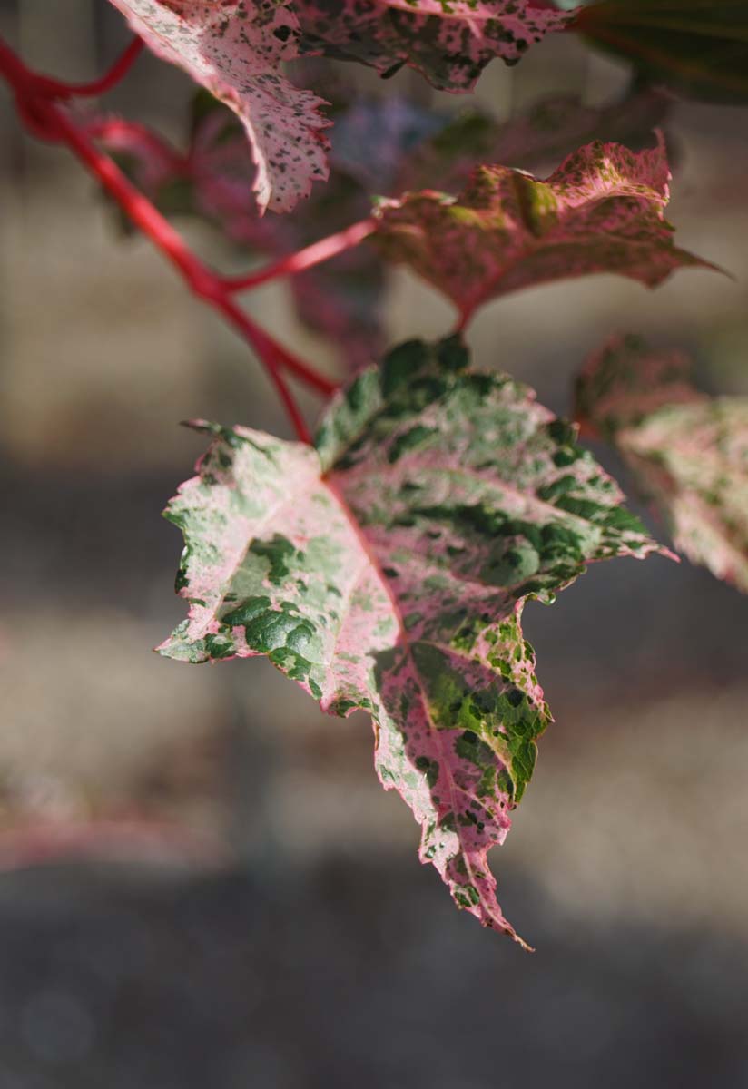 Acer conspicuum 'Red Flamingo' op stam