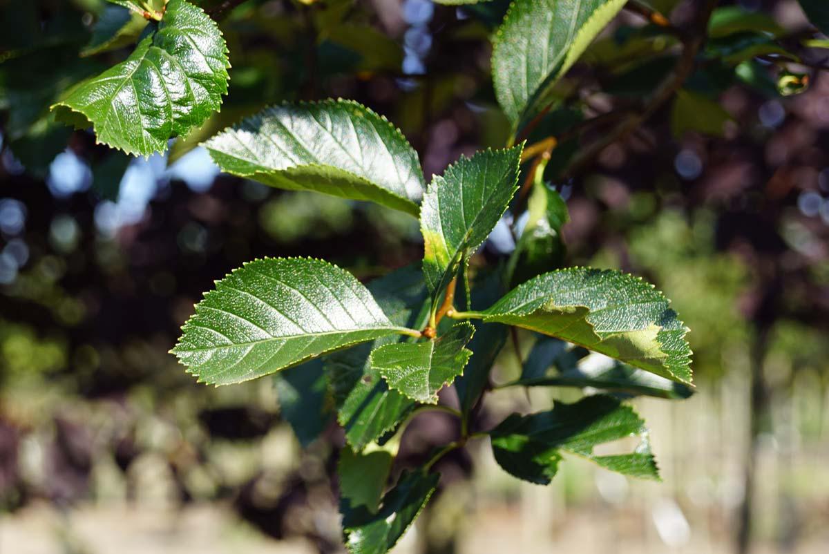 Crataegus succulenta 'Jubilee' op stam