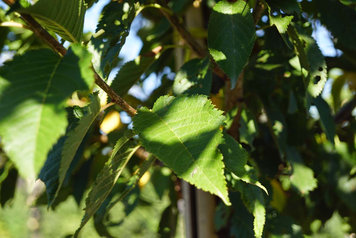 Prunus 'Mieke' op stam