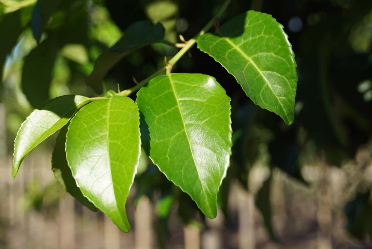 Prunus lusitanica 'Ybrazo01' leiboom blad