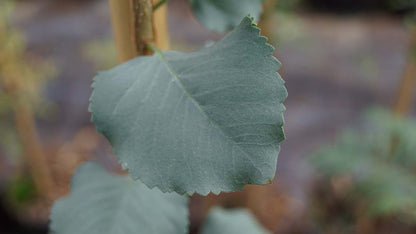 Fraxinus anomala op stam