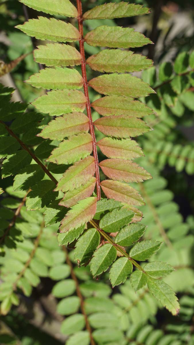 Sorbus frutescens albocarmesinae meerstammig / struik blad