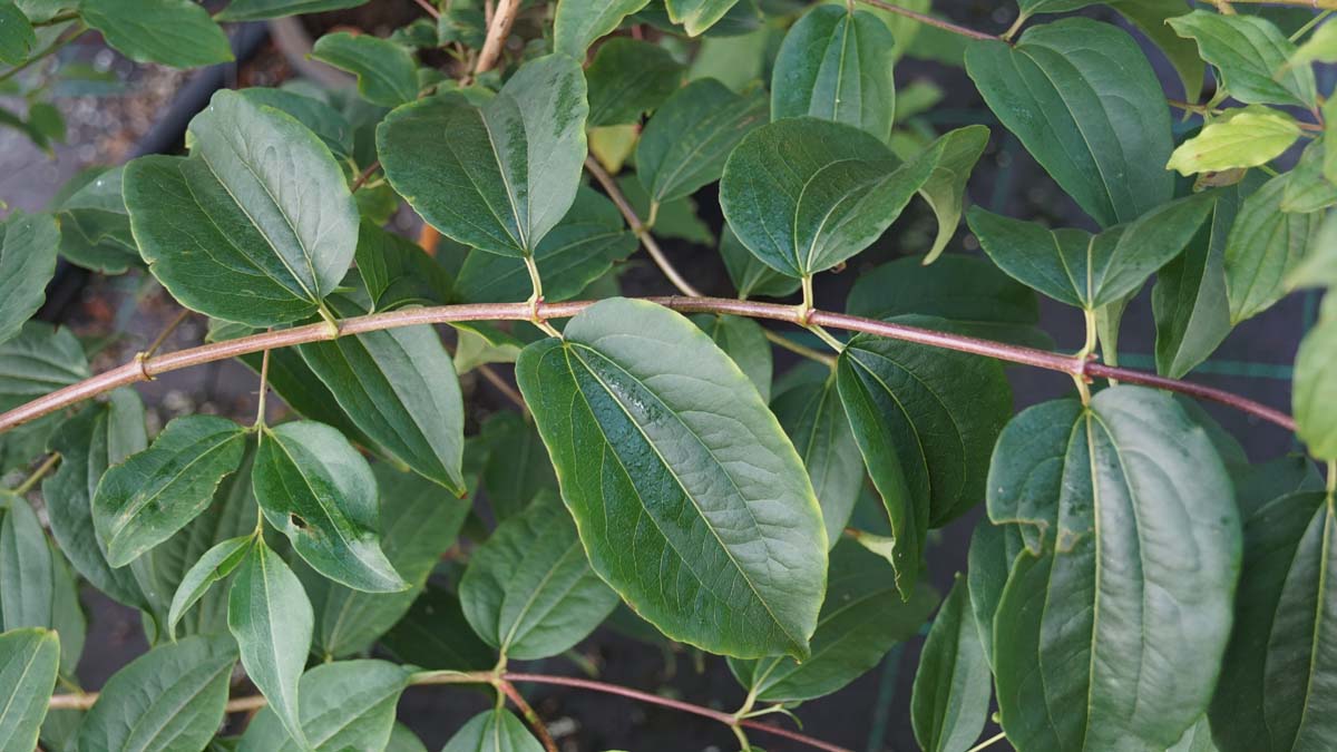 Heptacodium miconioides op stam blad