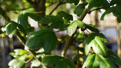 Acer campestre 'Red Shine' leiboom