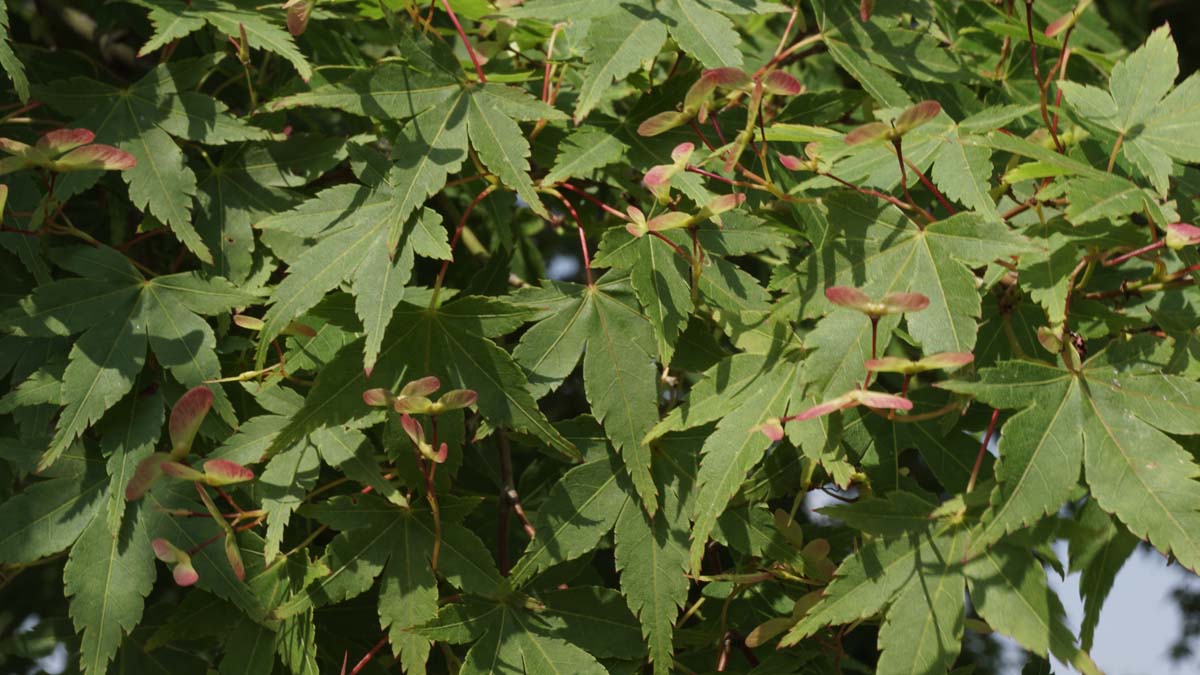 Acer palmatum solitair zaaddoos