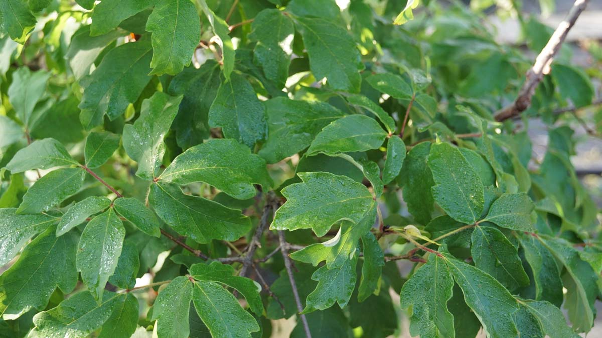 Acer griseum op stam blad