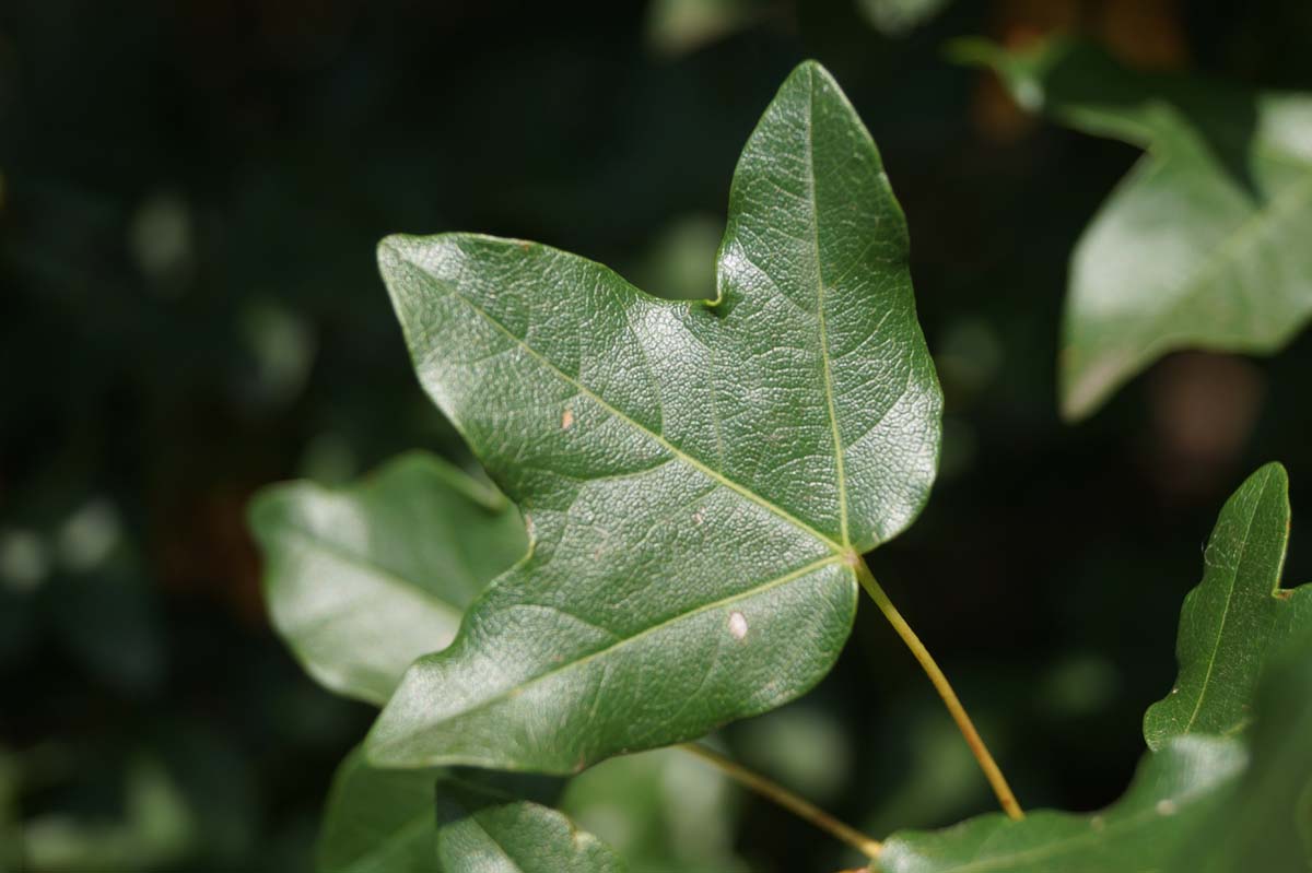 Acer monspessulanum op stam