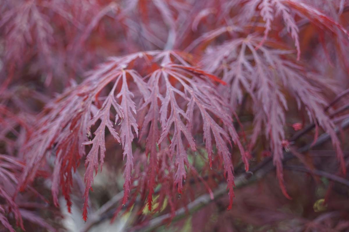 Acer palmatum 'Garnet' op stam