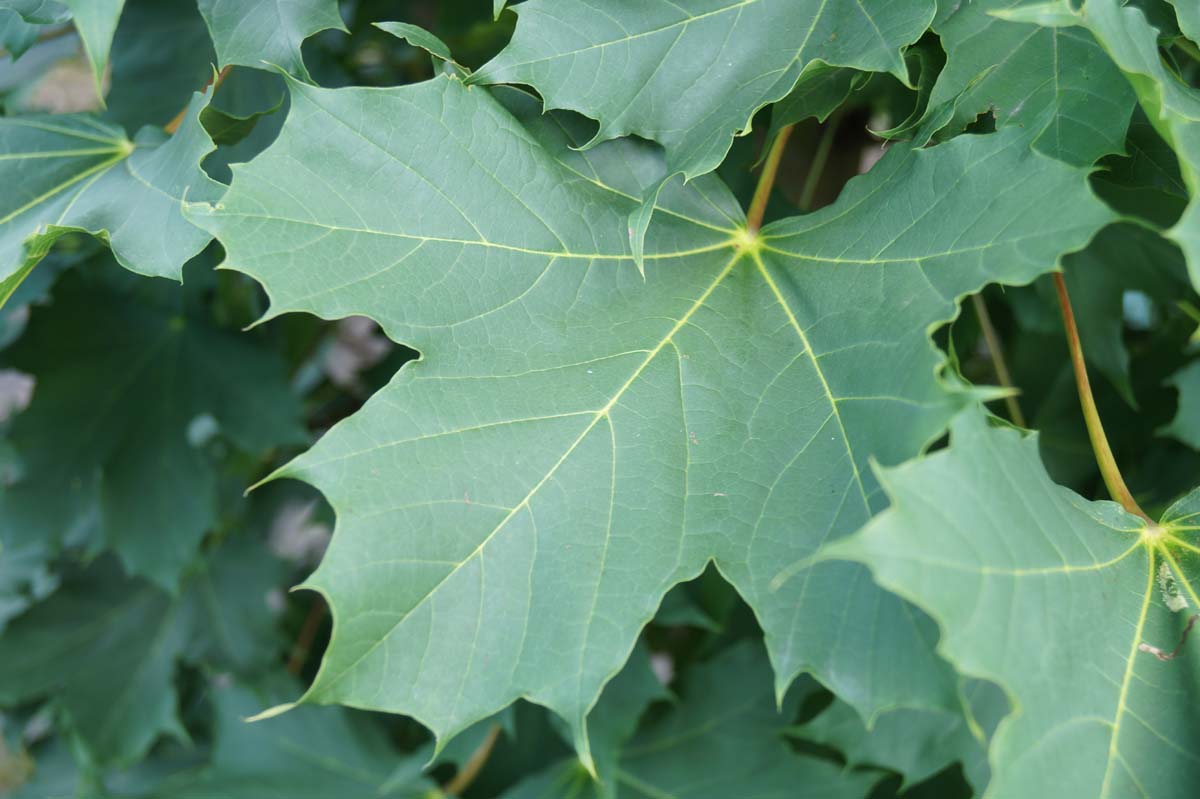 Acer platanoides 'Columnare' solitair blad