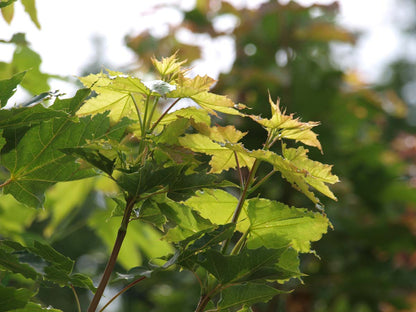 Acer platanoides 'Emerald Queen' solitair