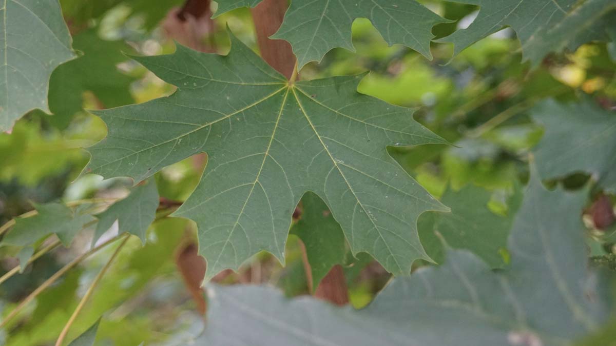 Acer platanoides 'Olmsted' op stam blad