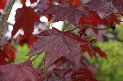 Acer platanoides 'Royal Red' leiboom blad