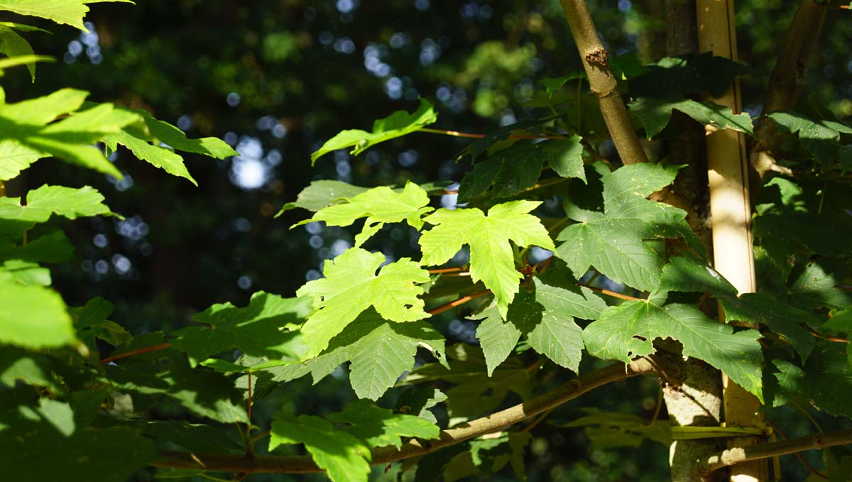 Acer pseudoplatanus meerstammig / struik blad