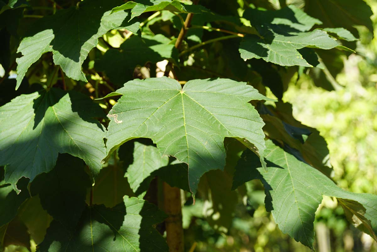 Acer pseudoplatanus 'Rotterdam' op stam